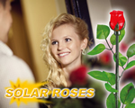 SolarRoses® set van 4, exclusieve merken, SolarMagic®, Deze SolarRoses® zijn hét geschenk om te tonen dat u echt van iemand houdt