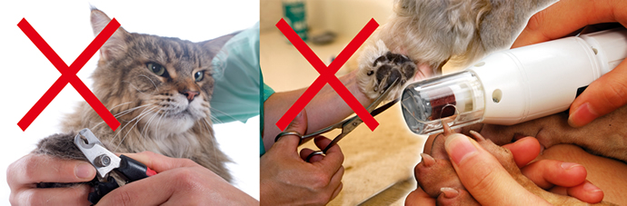 PetPedicure®, Met PetPedicure®  verzorgt u de nagels van uw huisdieren zelf - volledig pijnloos voor uw huisdier!